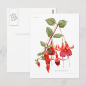 Fuchsie 'Monarch' Postkarte (Vorne/Hinten)