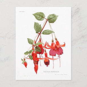 Fuchsie 'Monarch' Postkarte