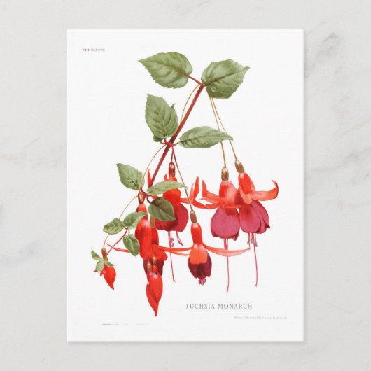Fuchsie 'Monarch' Postkarte (Vorderseite)