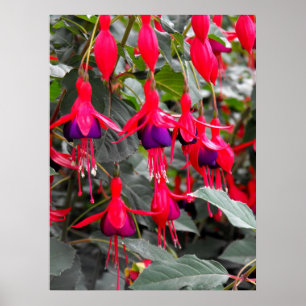 Fuchsie Poster