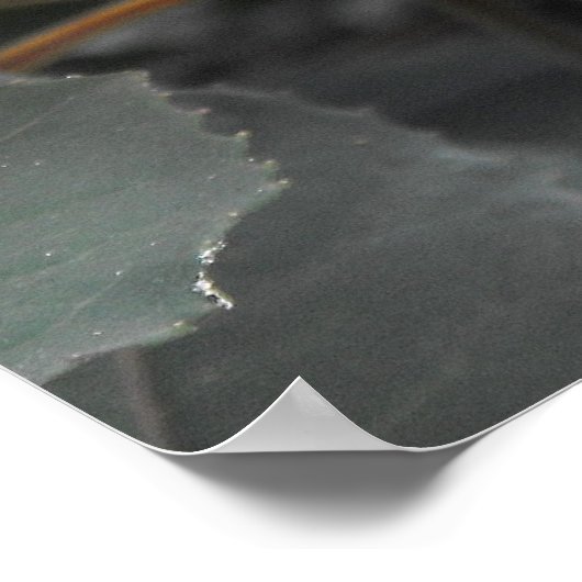 Fuchsie Poster (Ecke)