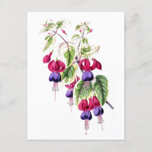 Fuchsien-Blumen Vintage-Botanik-Postkarte Postkarte