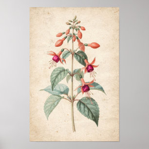 Fuchsien-Botanikdruck Poster