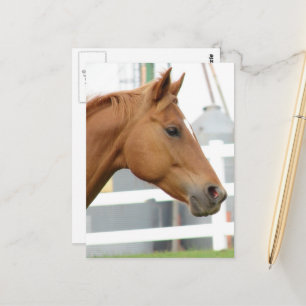 Fuchsjunghengst Postkarte