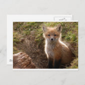 Fuchskit Postkarte (Vorne/Hinten)