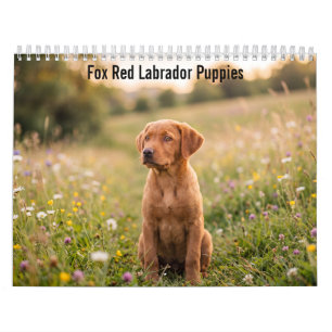 Fuchsrote Labrador Retriever Welpen 2027 Kalender