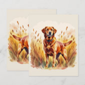 Fuchsroter Labrador Retriever Hund (Vorne/Hinten)