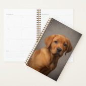 Fuchsroter Labrador Retriever Planer (Anzeige)