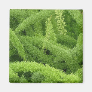 Fuchsschwanzfarn, Asparagus densiflorus myers Magnet