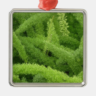 Fuchsschwanzfarn, Asparagus densiflorus myers Ornament Aus Metall