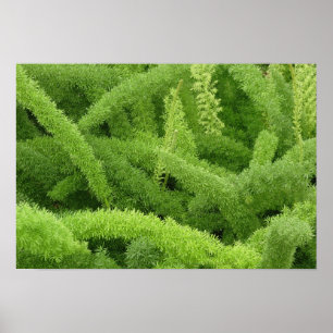 Fuchsschwanzfarn, Asparagus densiflorus myers Poster