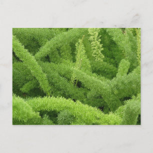 Fuchsschwanzfarn, Asparagus densiflorus myers Postkarte
