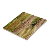 Fuchsschwanzgrasmakrophotographiebild Fliese (Seite)