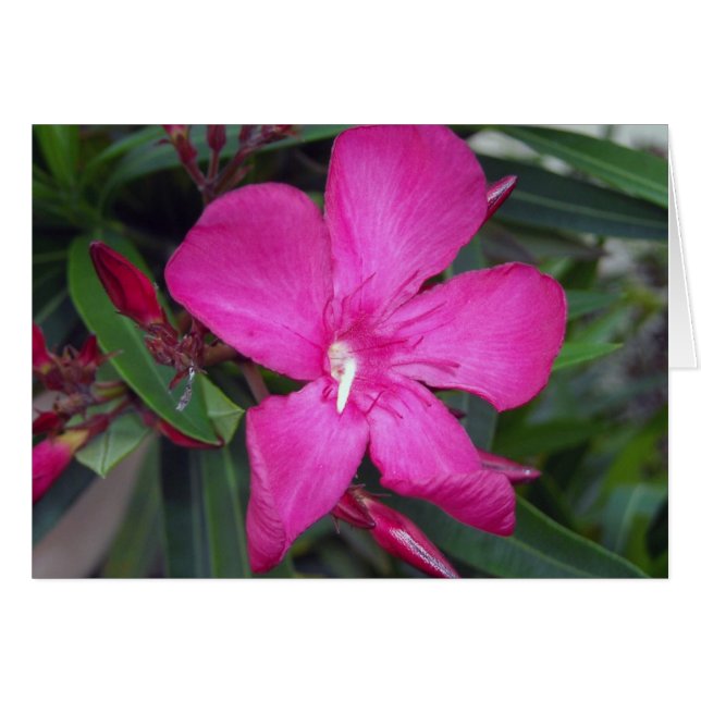 Fucshia Oleander Foto (Vorderseite (Horizontal))