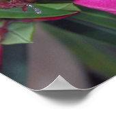 Fucshia Oleander Foto Poster (Ecke)