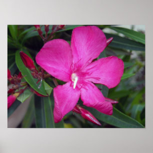 Fucshia Oleander Foto Poster