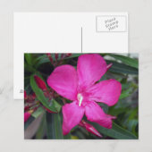 Fucshia Oleander Foto Postkarte (Vorne/Hinten)