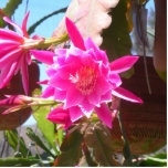 Fucsia Epiphyllum Freistehende Fotoskulptur<br><div class="desc">Genommen am San Diego Safari-Park</div>