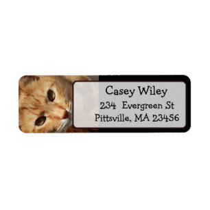 Fügen Sie das Foto Ihrer Katze diesem Adressetiket