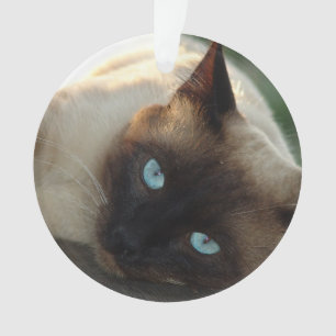 Fügen Sie dem Niedlichen Foto und Namen Ihrer Katz Ornament