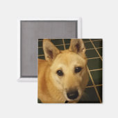 Fügen Sie diesem ein Foto Ihres Hundes hinzu Magnet (Vorderseite/Rückseite)