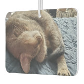 Fügen Sie diesen Fotos Ihre Lieblings-Haustiere hi Autolufterfrischer (Links)