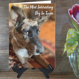 Fügen Sie Ihr Foto Rind Hund Belated Geburtstag Karte