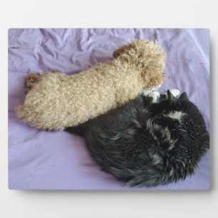 Fügen Sie Ihre süßen oder lustigen Haustierfotos h Fotoplatte