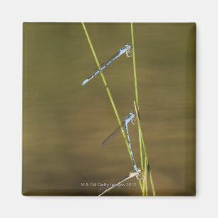 Fügende Damselflies Magnet