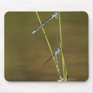 Fügende Damselflies Mousepad