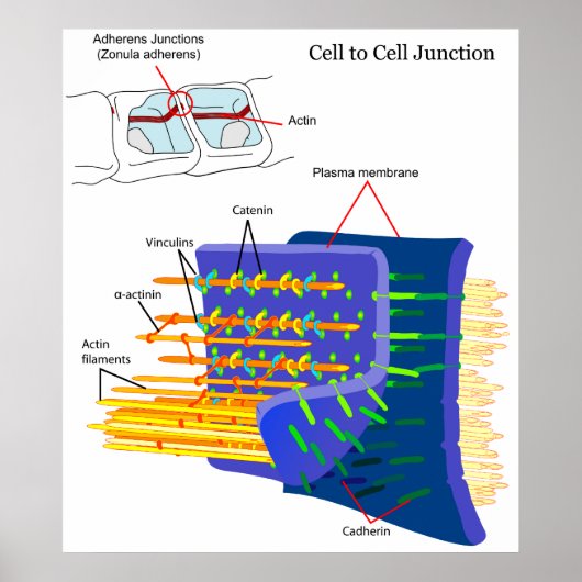 Fügt Junctions Protein Complexes Diagramm ein Poster (Vorne)