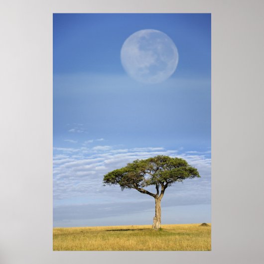 Full moon above acacia trees, Masai Mara, Poster (Vorne)