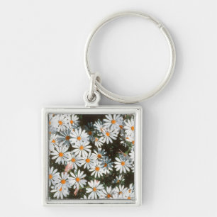 Fülle von weißen Gänseblümchen (Asteraceae) Schlüsselanhänger