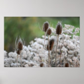 Fullers Teasel-Pflanze-Poster Poster (Vorne)