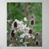 Fullers Teasel-Pflanze-Poster Poster (Vorne)