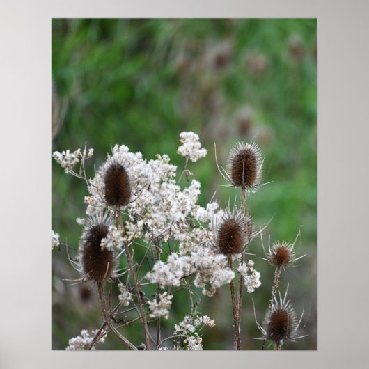 Fullers Teasel-Pflanze-Poster Poster (Vorne)