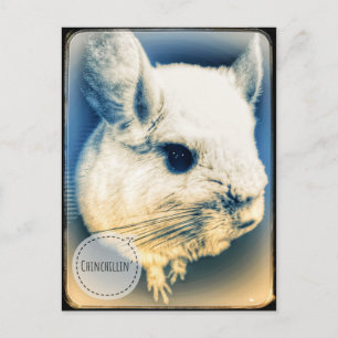 FullSizeRender Chinchillin Postkarte