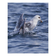 Fulmar-Foto-Plakat