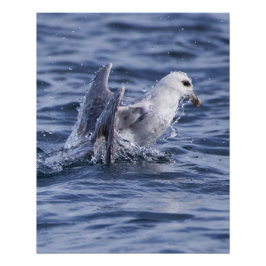 Fulmar-Foto-Plakat Poster