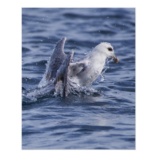Fulmar-Foto-Plakat Poster (Vorderseite)