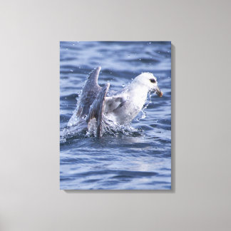 Fulmar Natur Foto Leinwand
