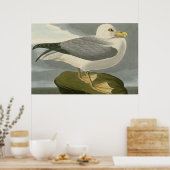 Fulmar Petrel Poster (Küche)