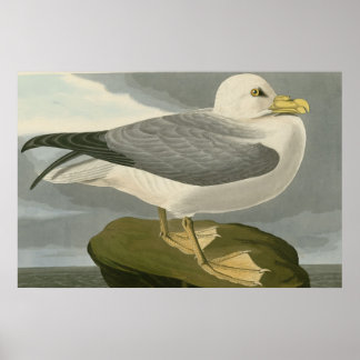 Fulmar Petrel Poster