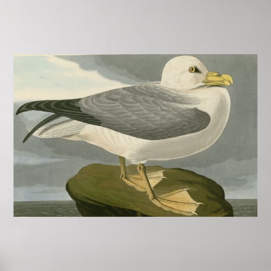 Fulmar Petrel Poster (Vorne)