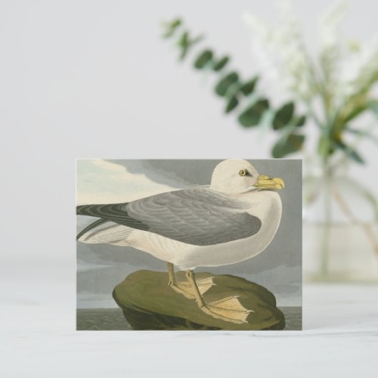 Fulmar Petrel Postkarte (Stehend Vorderseite)