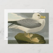 Fulmar Petrel Postkarte (Vorne/Hinten)