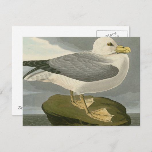 Fulmar Petrel Postkarte (Vorne/Hinten)