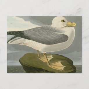 Fulmar Petrel Postkarte
