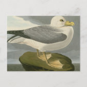 Fulmar Petrel Postkarte (Vorderseite)