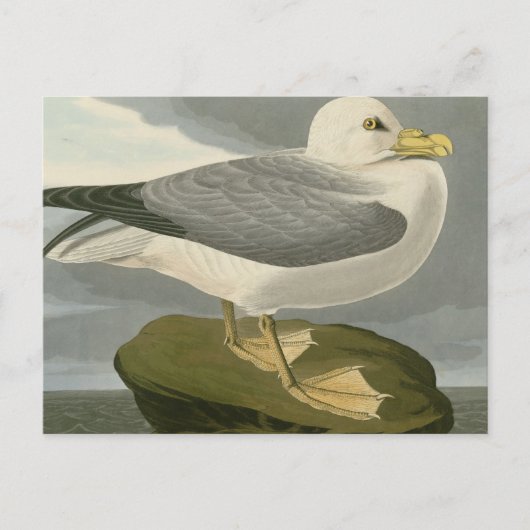 Fulmar Petrel Postkarte (Vorderseite)
